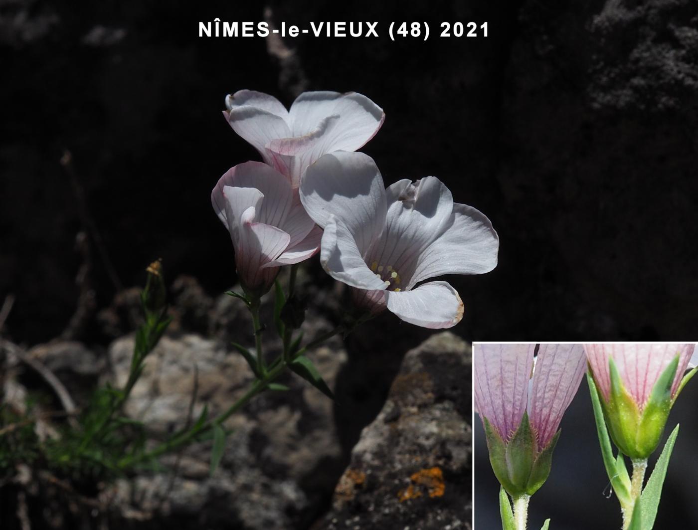 Flax, Narrow-leaved flower